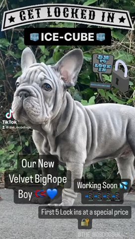 Velvet Bigrope French Bulldog Stud💦❗️ in Harlow
