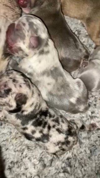 French Bulldogs Carrying Fluffy in Walsall