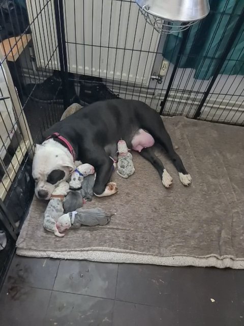 olde english bulldog puppies in Shrewsbury