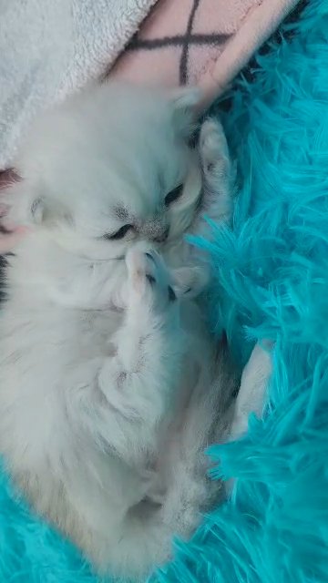 gorgeous pedigree persian babies in Peterborough