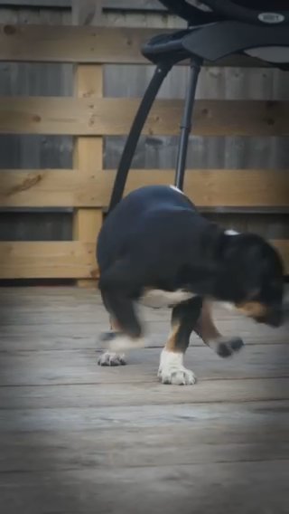 BLACK TICKED TRI FEMALE XL BULLY WITH TICKED TAN PIOINTS. in Bournemouth