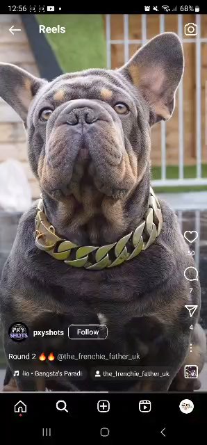 big rope frenchie stud in Tunbridge Wells