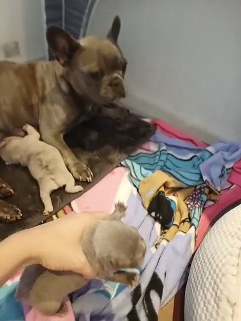 READY TO GO Amazing French bulldog pups! in St. Helens