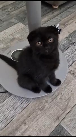 2 Scottish Fold Kittens - READY TO LEAVE in Horsham