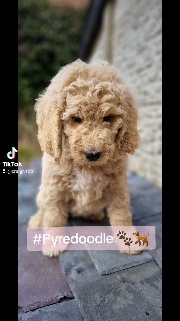 Pyredoodle puppies (rare) *Ready Now* in Hartlepool