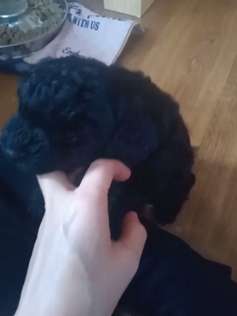 small breed Cockapoo puppies for sale in Poole
