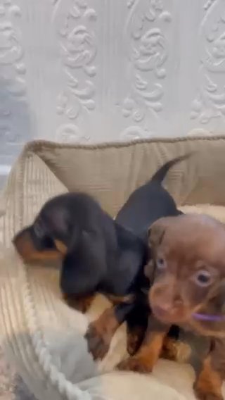 Miniature Dachshund in Manchester
