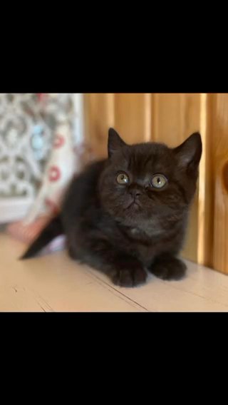 Chocolate British Shorthair Kittens in Birmingham