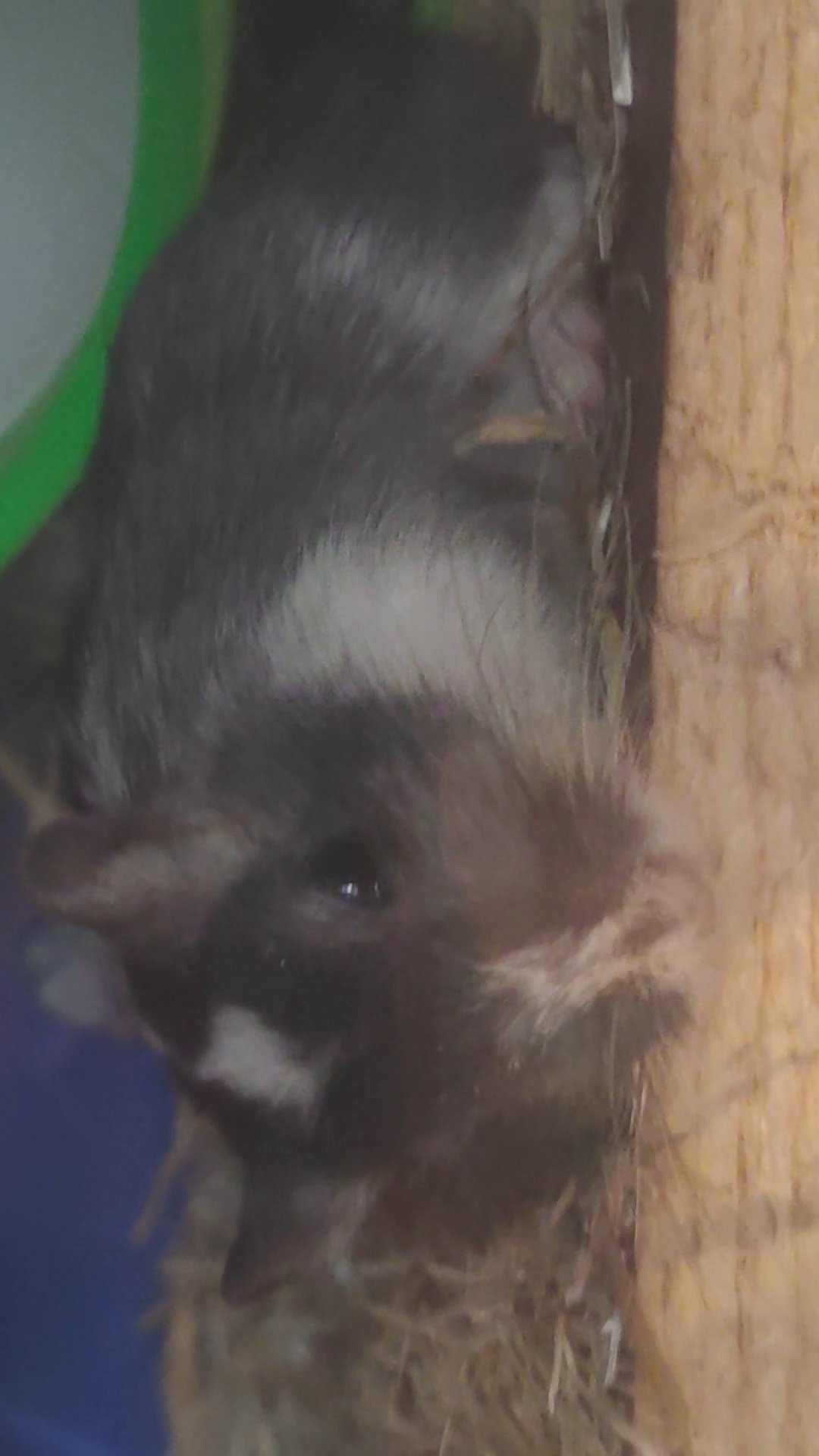 gerbil in Kirklees
