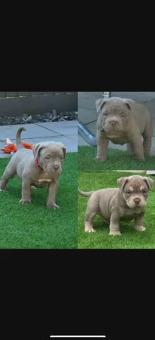 3 MALE MICRO/POCKET BULLYS in Bristol