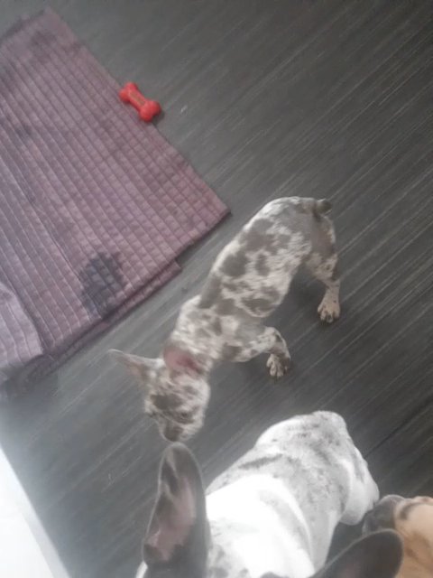french bulldog puppy females in Manchester