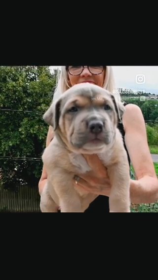 Solid Tri Carrier Male in Merthyr Tydfil