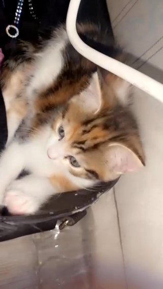 Very Rare Color Kitten (Girl) in London