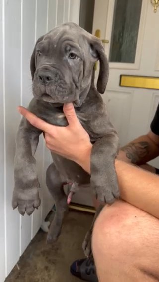 Cane  Corso in London