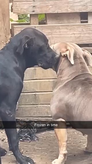Cane Corso X Presa Canario Female in Sheffield