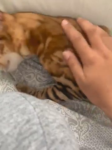 ?5 GEN TICA ACTIVE PEDIGREE BENGAL GIRL? in Birmingham