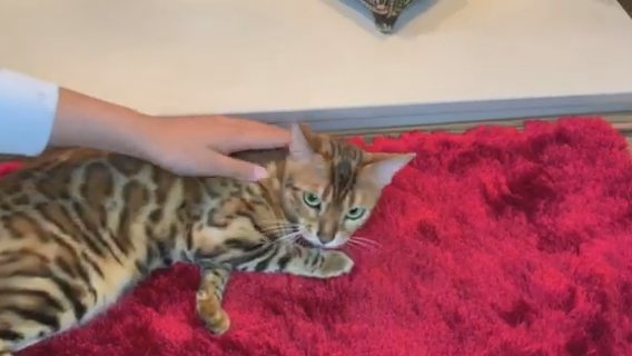 5th GENERATION PEDIGREE BENGAL GIRL in Birmingham