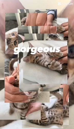?5th Generation Pedigree very Healthy Pure Bengal  Girl.❤️ in Birmingham