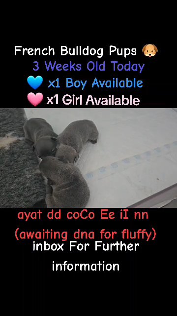 French Bulldog Pups in Blackpool