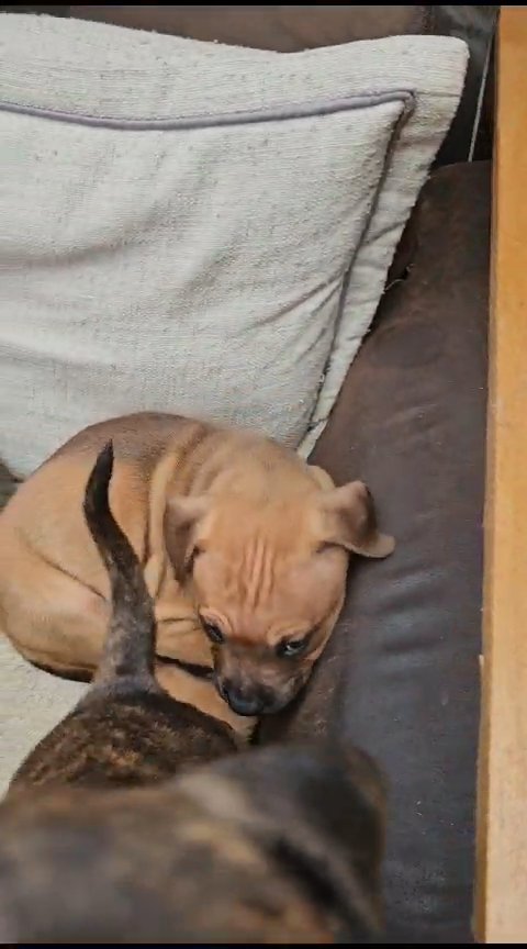 staffie in Kingston upon Hull