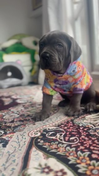Outstanding puppies - Champion Parents in London