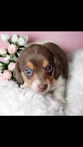 long haired dachshund in Blackpool