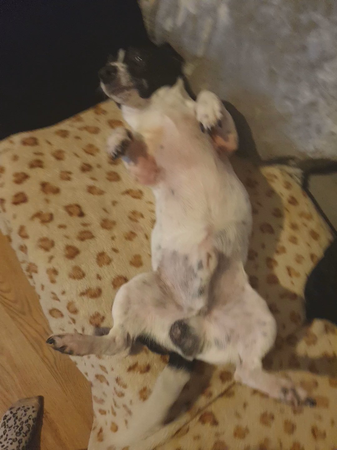 French Bulldog Jack Russell pups in Warrington