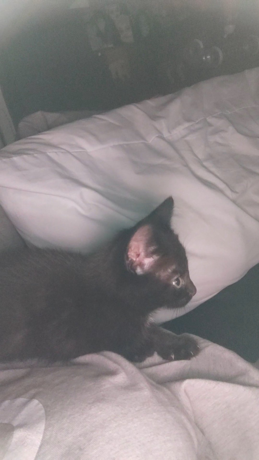 female kitten in Wakefield