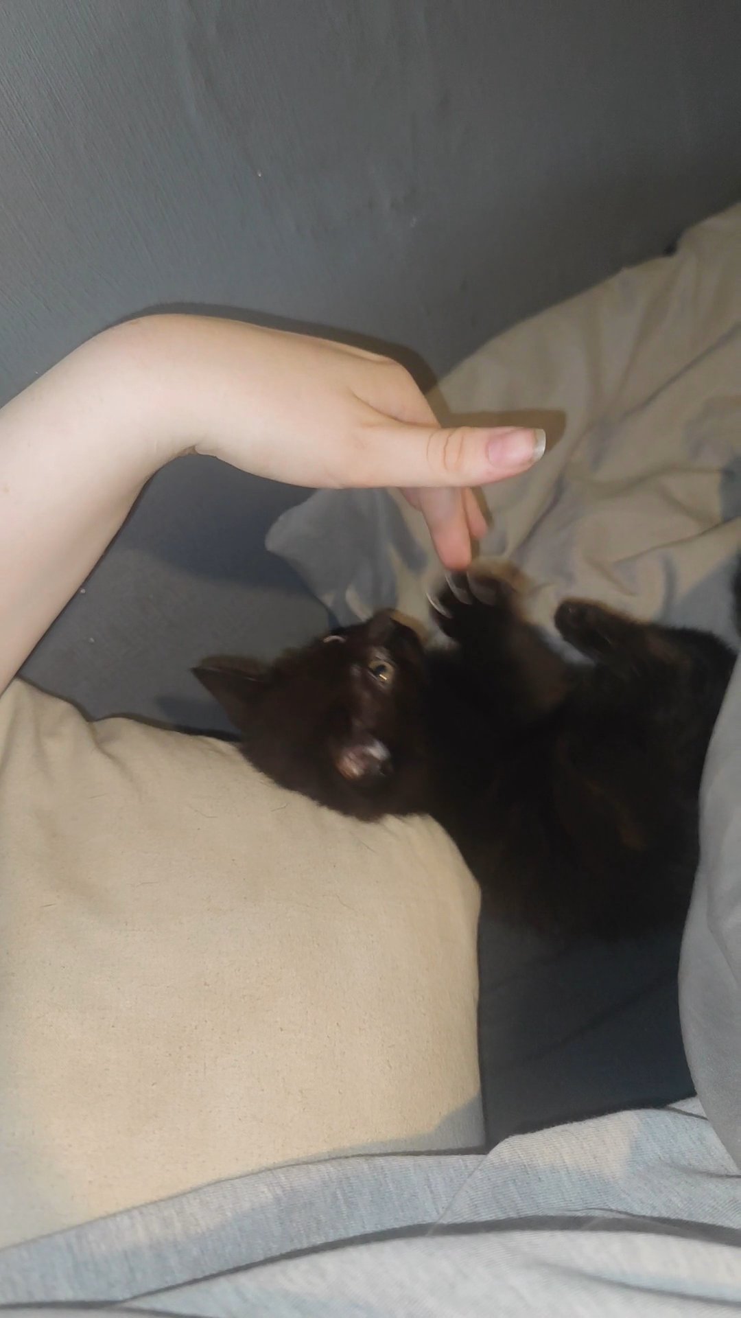9 week old kitten. in Wakefield