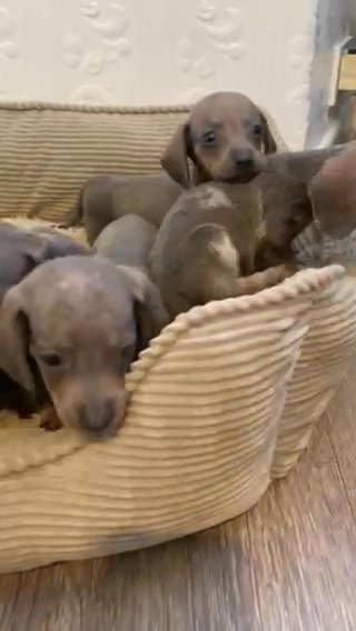 Miniature Dachshund in Manchester