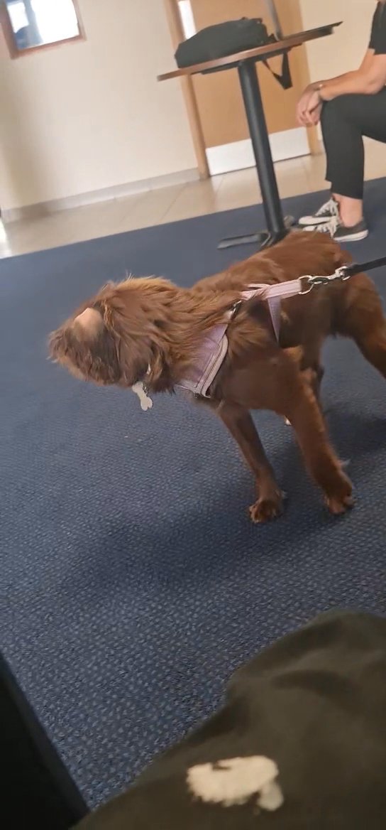 dog in Worcester
