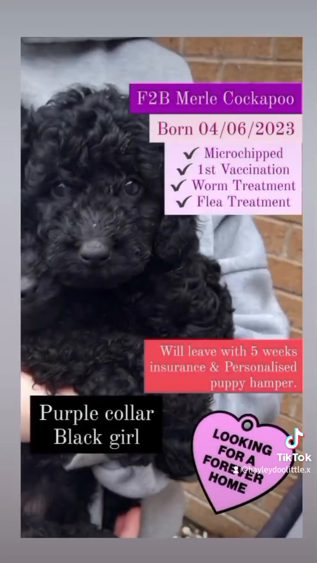F2B Merle Cockapoo Boy from health tested parents. in Manchester