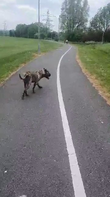 FREE TO GOOD HOME Full ped female presa canario in Derby