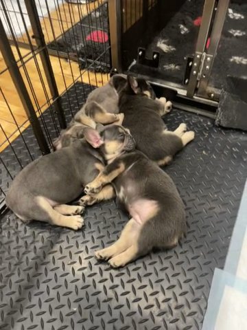 French Bulldogs 3 Visual Fluffy Girls 1 Boy L4 Carrier in Basildon