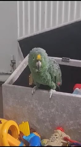 Mealy Amazon Parrot Rare in Birmingham