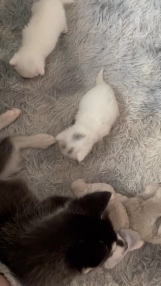 Siberian Husky For Sale in Dudley