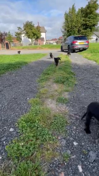 Cocker spaniel pups in Blackpool