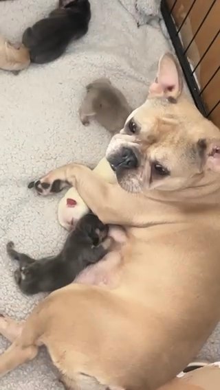 Fluffy Carrier Pups in Northampton