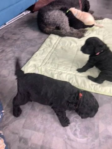 F2 Goldendoodle puppies in Newcastle upon Tyne