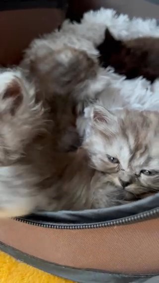 Chinchilla Persian Kittens Microchip/vaccinated in Colchester
