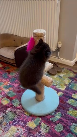 100% Pure Persian Kittens Microchip/vaccinated in Colchester