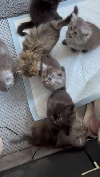 chinchilla Persian kittens (microchip/vaccinated in Colchester