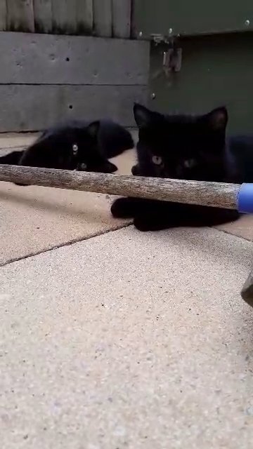 Beautiful Bsh Babies in Folkestone