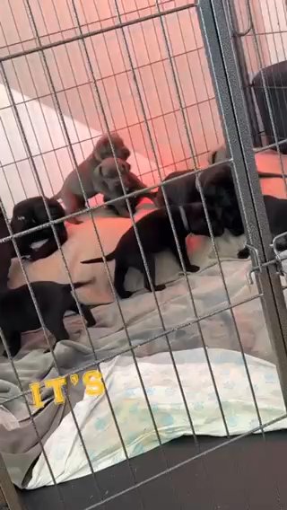 Cane Corso Puppies Champion Line in Manchester