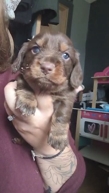 miniature dachshund in Wakefield