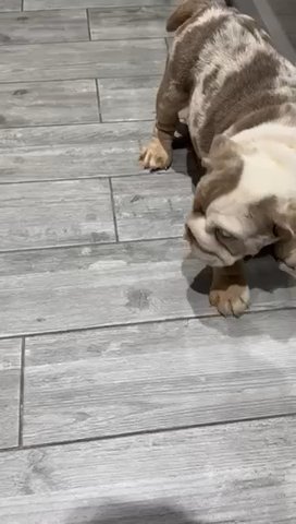 English Bulldog in Nottingham