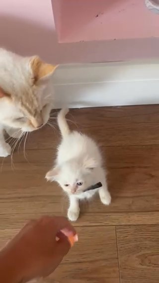 REDUCED Last Boy Full Flame Point Ragdoll Kittens in Harlow