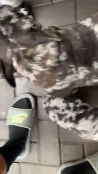 French Bulldog Puppies Carrying Fluffy in Worcester