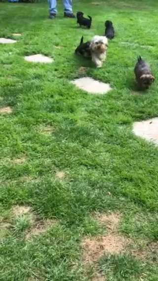Miniature Yorkshire Terrier Puppies in London