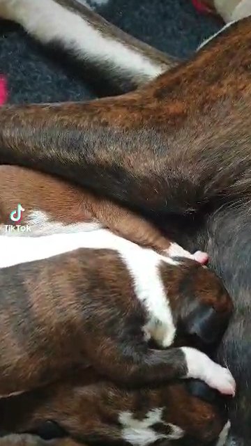 Beautiful Boxer Puppies in Kent